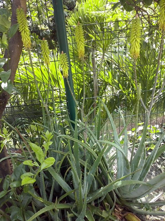 海伦娜住宿加早餐别墅 圣玛丽 外观 照片